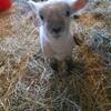 Southdown babydoll lambs
