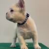 Stud only Platinum Fluffy French Bulldog 