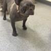 rehome French bulldogs
