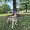 Lilac french bulldog stud NO AKC