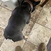 2 year old Tri Male Frenchie