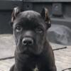 Cane Corso Italian Mastiff