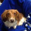 Looking for smooth hair dachshund