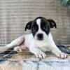 Boston Rat Terrier Puppies - Ready Now $200