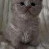 British longhair Fawn female