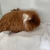 For Sale Texel Guinea Pig