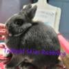 Pedigreed Netherland Dwarf