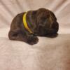 Cane corso puppy's Sweetest Day Puppies