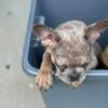 AKC French Bulldog male puppy