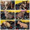 Children's kittens - vaccinated/dewormed 