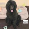 Standard Poodle Puppies for sale