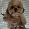 CKC shih tzu puppies