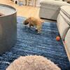 Cute 2 Month Old Puppy