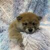 SHIBA PUPPIES AVAILABLE