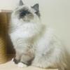 Ragdoll kittens