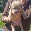 Boerboel Puppies / Old English Bulldog puppies born 8/19