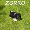 Zorro Neutered Male Teddy Bear Puppy