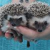 Hedgehog Babies For sale in Texas