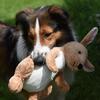Old-Time Scotch Collie Puppies in Michigan