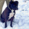 XL Bully Female
