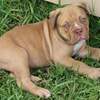 Olde english bulldogge puppies