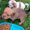 Puggle Puppies Male & Female