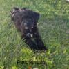 F1 Bernadoodle female puppy