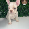 Exotic French Bulldogs for sale