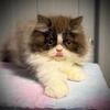 Chocolate Smoke Persian Mix Girl