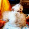 Doll face Himalayan Kittens