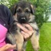 AKC GERMAN SHEPHERD PUPPIES BLACK AND TAN