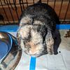 2 year old Holland Lop doe, Harlequin color, looking for her forever home as a pet.