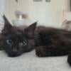 6mo old maine coon female shadow