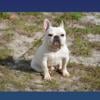 French Bulldog Cream