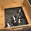 3 females Bernese Moutain dog puppies.