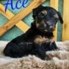 Ace Traditional yorkie boy Florida