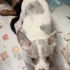 Pomchi x Chihuahua 