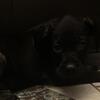 cane corso puppies