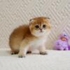 NEW Elite Scottish fold kitten from Europe with excellent pedigree, male. Oscar