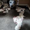 DALMATIAN  CKC registered, puppies OFA tested, DNA tested, puppies For Sale.