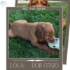 IRISH SETTER PUPS (07/20) 1 MALE, 4 FEMALES