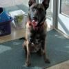 1.5 intact Green Malinois Male, AKC registered