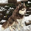 OFA Health Tested Siberian Husky stud available