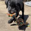 AKC Registered Lab Puppies - 8 weeks old