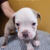 Old English bulldogs puppies