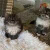 ADORABLE PERSIAN CFA CHATTANOOGA TENNESSEE