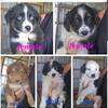 Australian shepherd pups