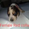 Female puppy born 4/20 available 6/1 first shot and dewormer included