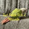 Cinnamon green cheek conures