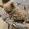 AKC Longhair Chihuahua female